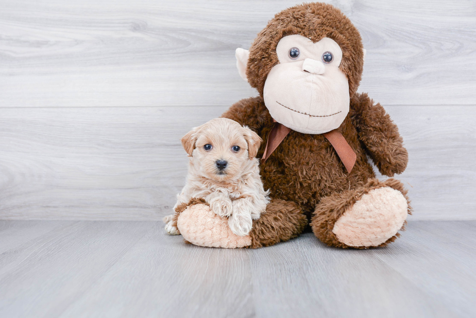 Maltipoo Pup Being Cute