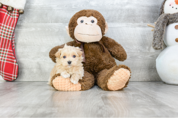 Best Maltipoo Baby