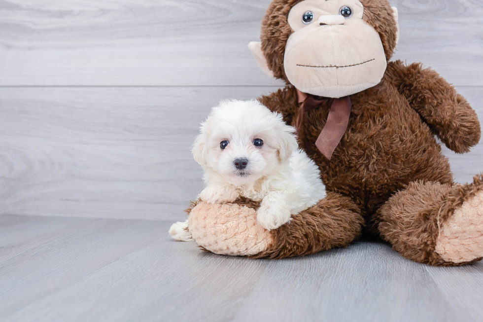 Playful Maltepoo Poodle Mix Puppy