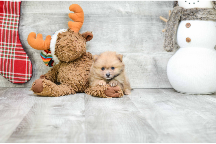 Pomeranian Pup Being Cute