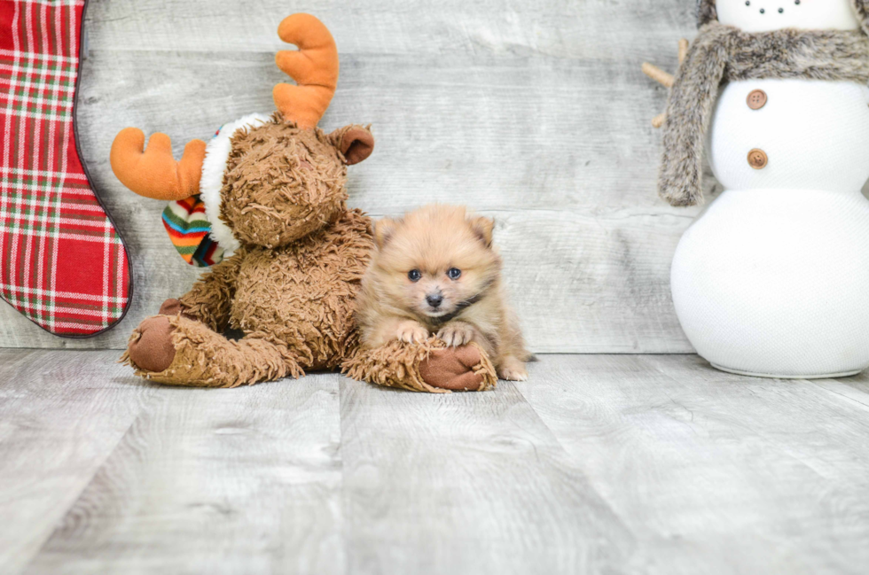 Pomeranian Pup Being Cute