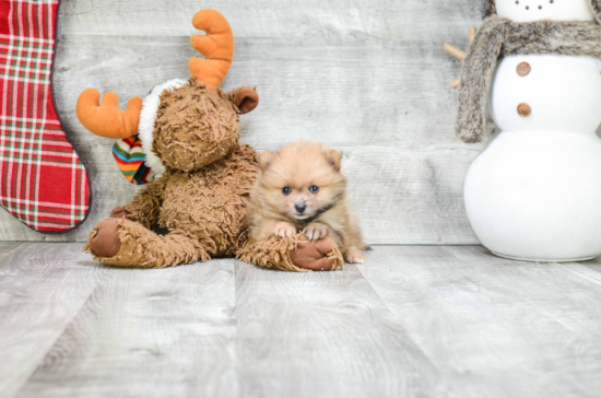 Pomeranian Pup Being Cute