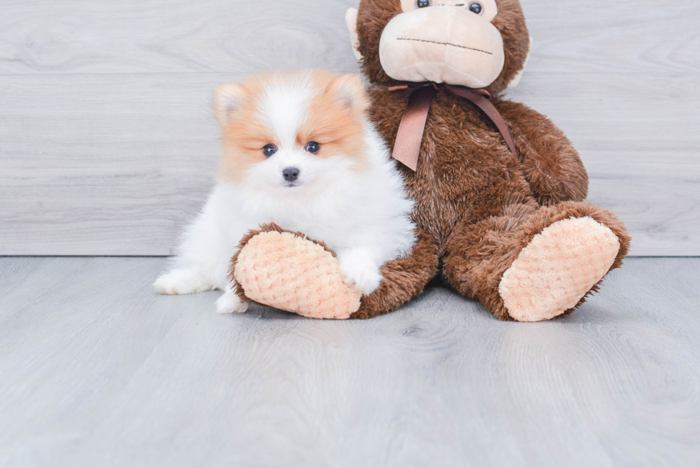 Akc Registered Pomeranian Baby