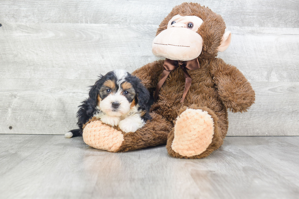 Smart Mini Bernedoodle Poodle Mix Pup