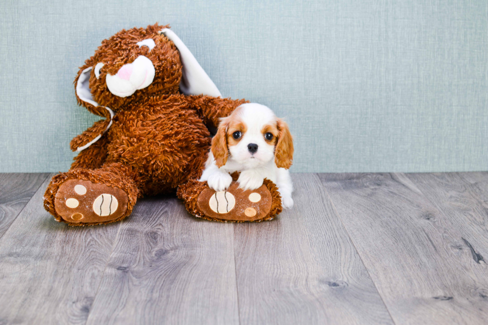 Playful Cavalier King Charles Spaniel Baby