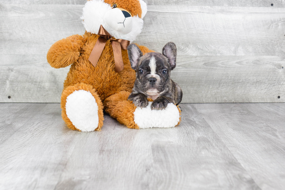 French Bulldog Pup Being Cute