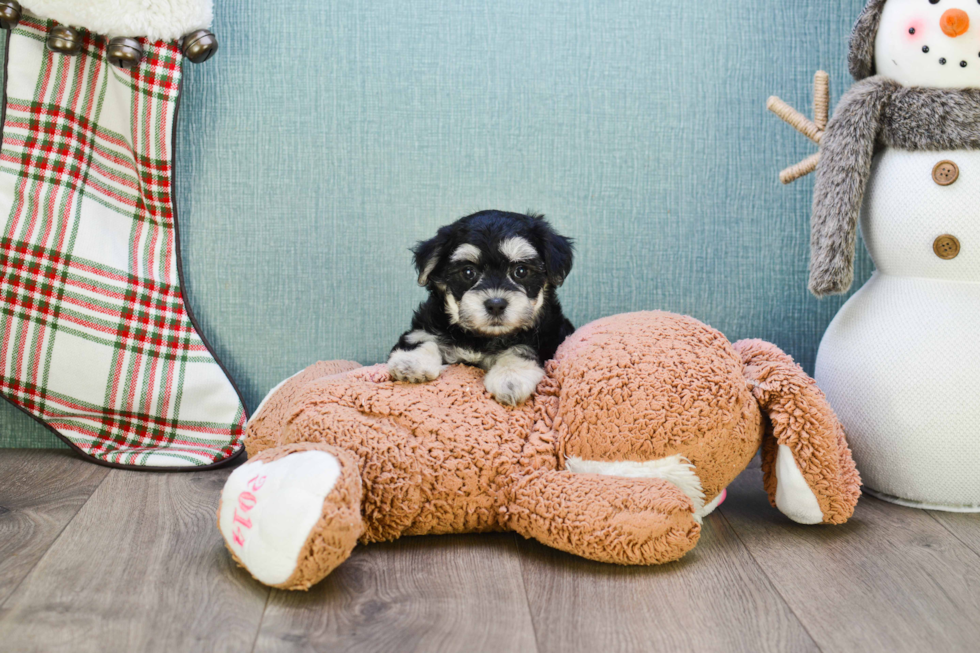 Best Morkie Baby