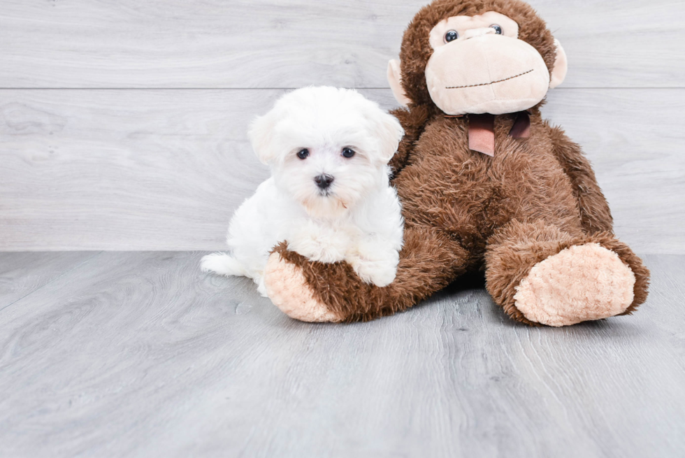 Playful Maltese Purebred Pup