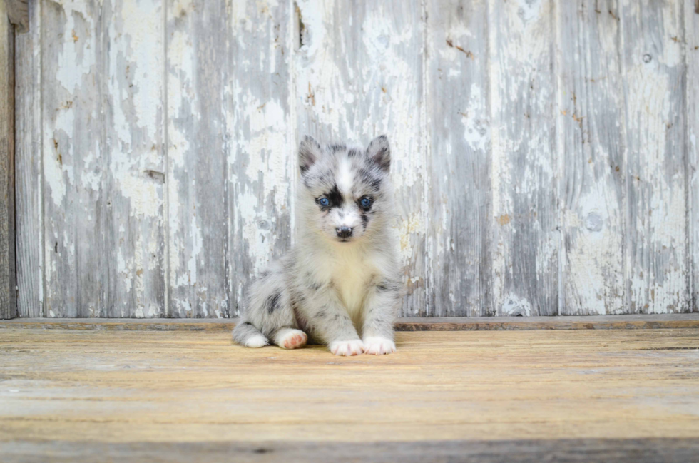 Popular Pomsky Designer Pup