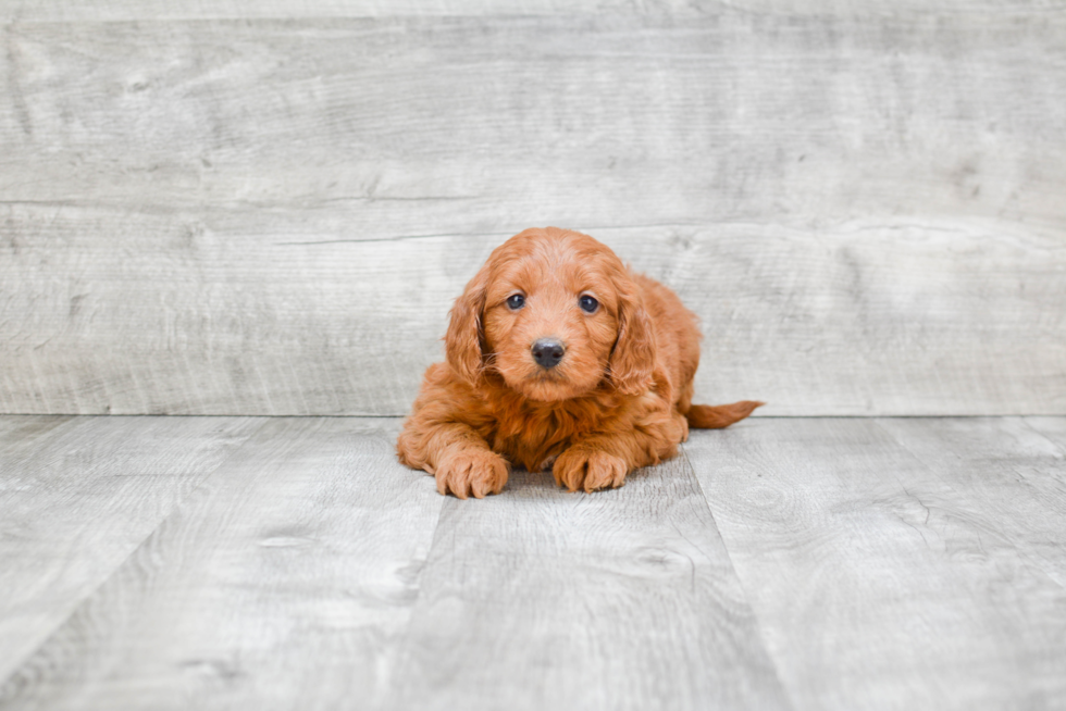 Mini Goldendoodle Puppy for Adoption