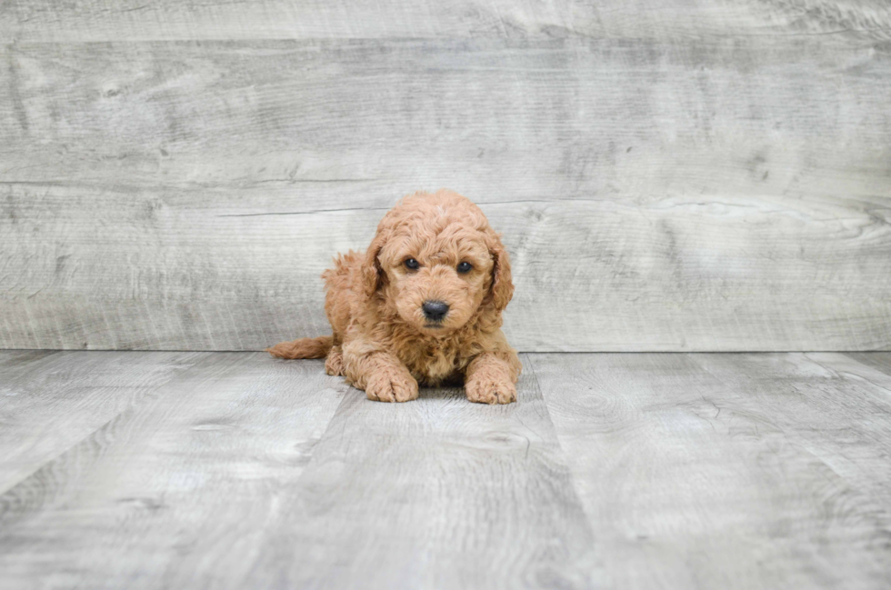 Happy Mini Goldendoodle Baby