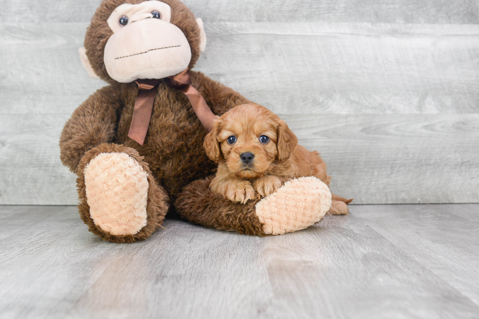 Petite Cockapoo Poodle Mix Pup