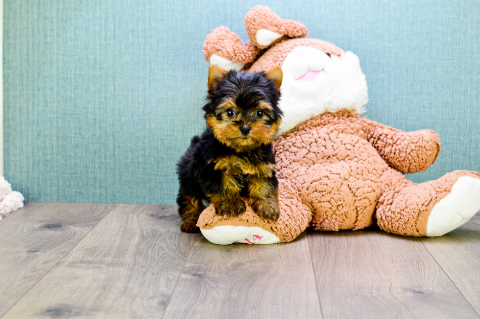 Meet Micro-Teacup-Victoria - our Yorkshire Terrier Puppy Photo 