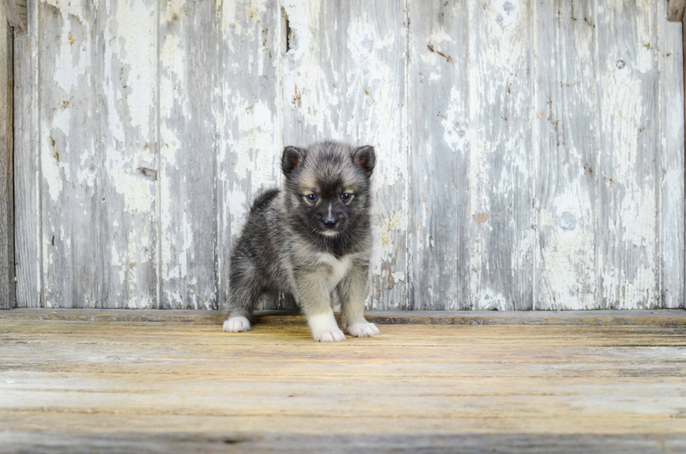 Best Pomsky Baby