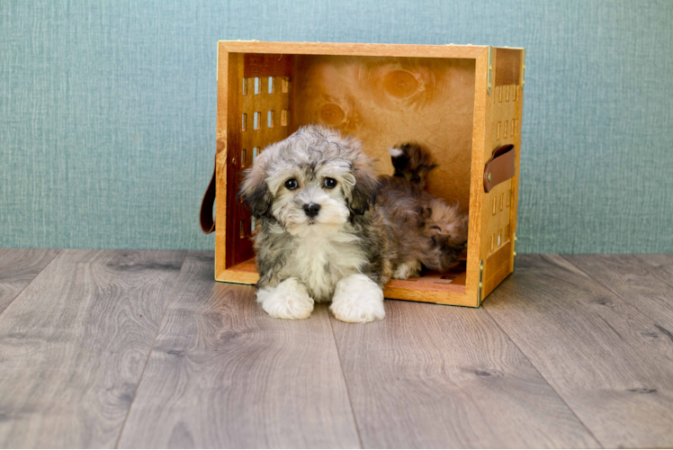 Best Havanese Baby