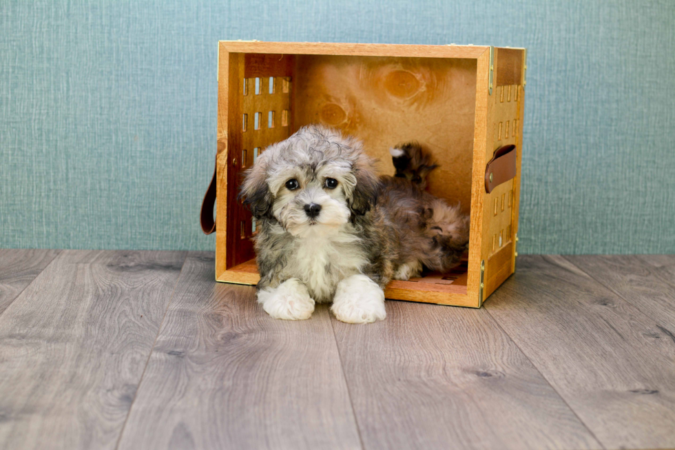 Best Havanese Baby