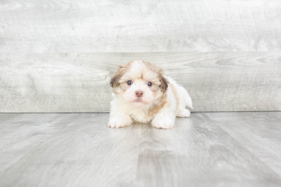 Havanese Puppy for Adoption