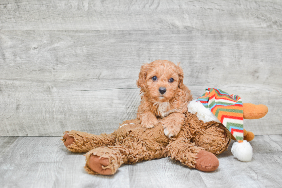 Happy Cavapoo Baby