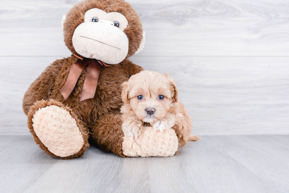 Cavapoo Pup Being Cute