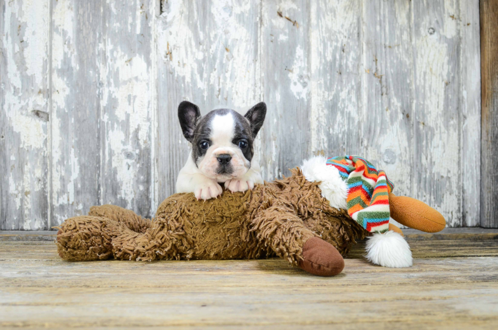 Playful French Bulldog Baby