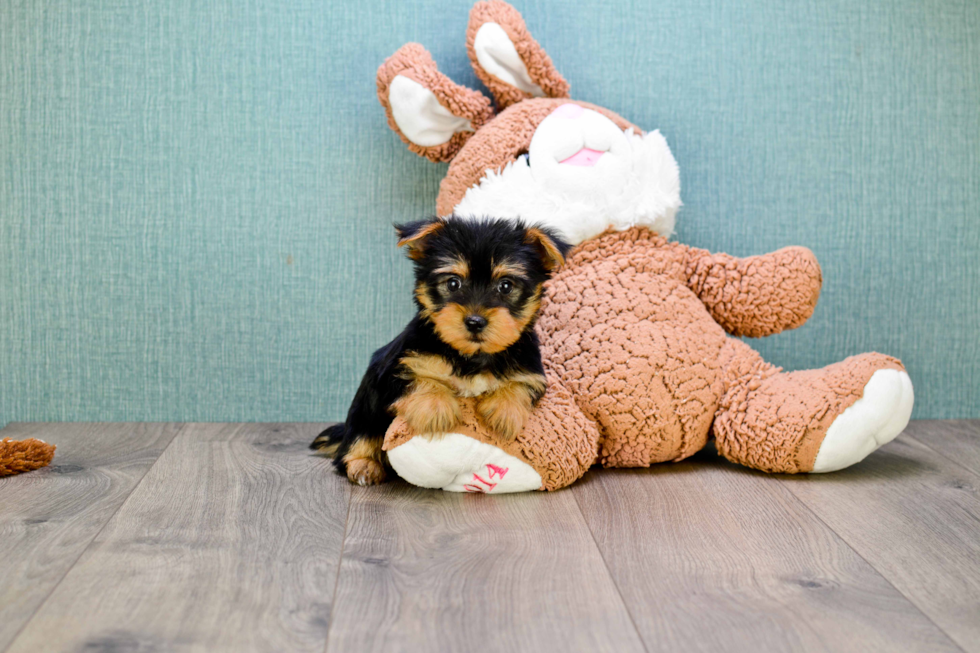 Meet Izzie - our Yorkshire Terrier Puppy Photo 