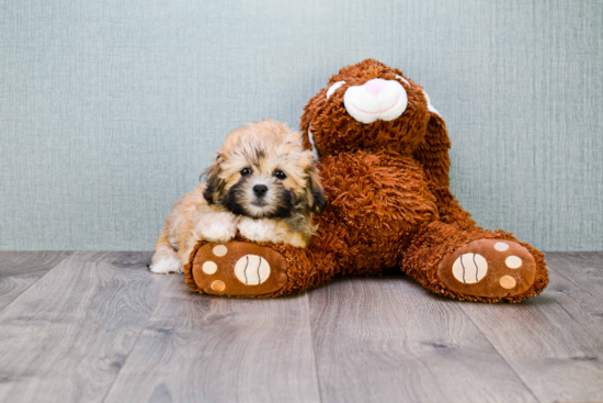 Teddy Bear Pup Being Cute