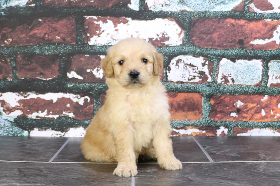 Best Mini Goldendoodle Baby