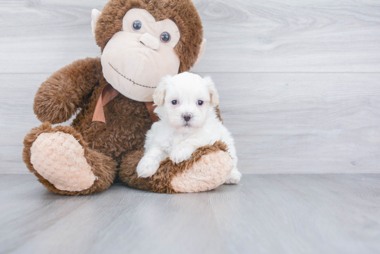 Shih Poo Pup Being Cute