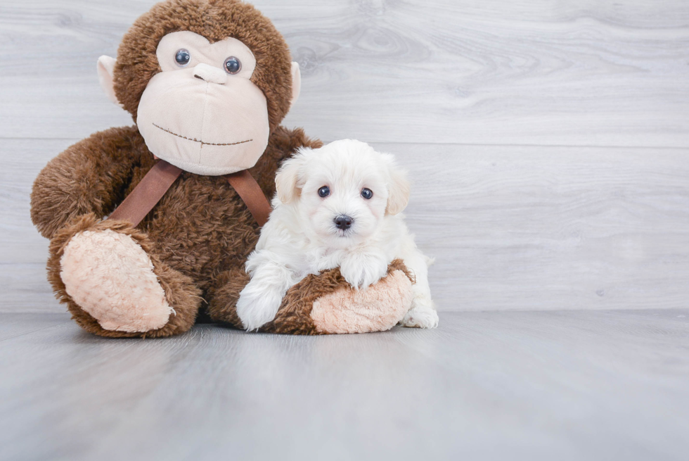 Best Maltipoo Baby