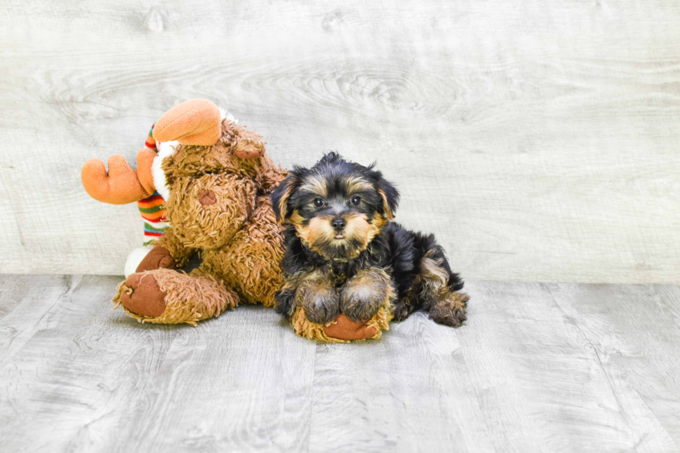 Meet Snickers - our Yorkshire Terrier Puppy Photo 