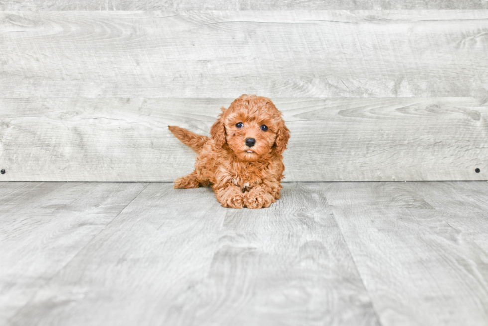 Small Cavapoo Baby