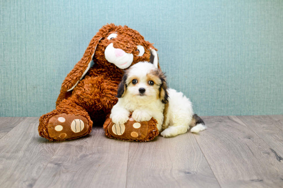 Best Cavachon Baby