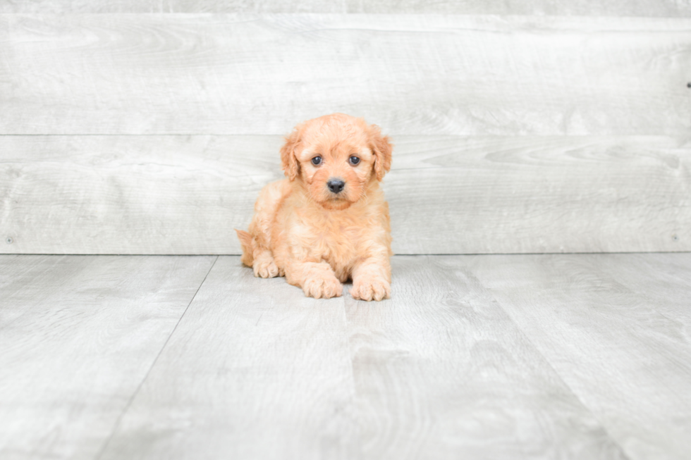 Mini Goldendoodle Puppy for Adoption