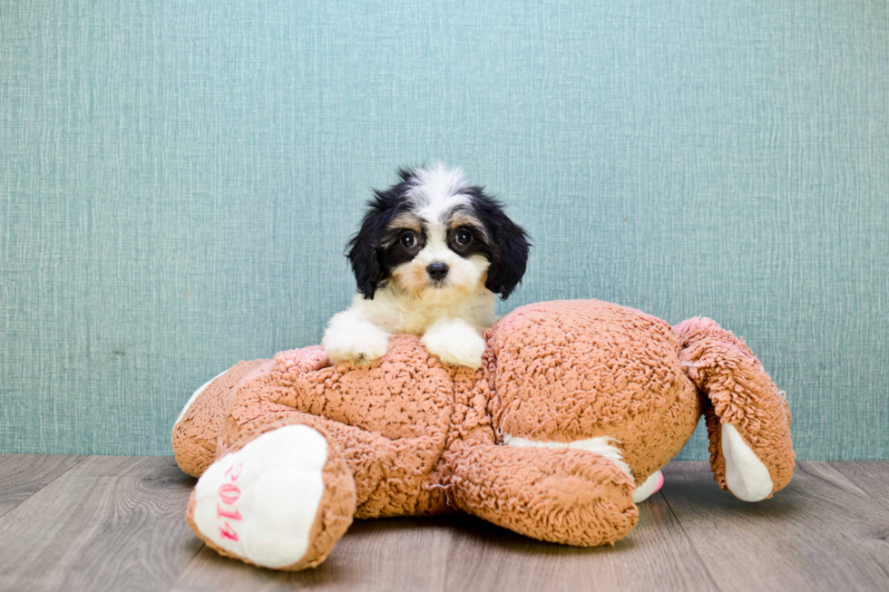 Best Cavachon Baby