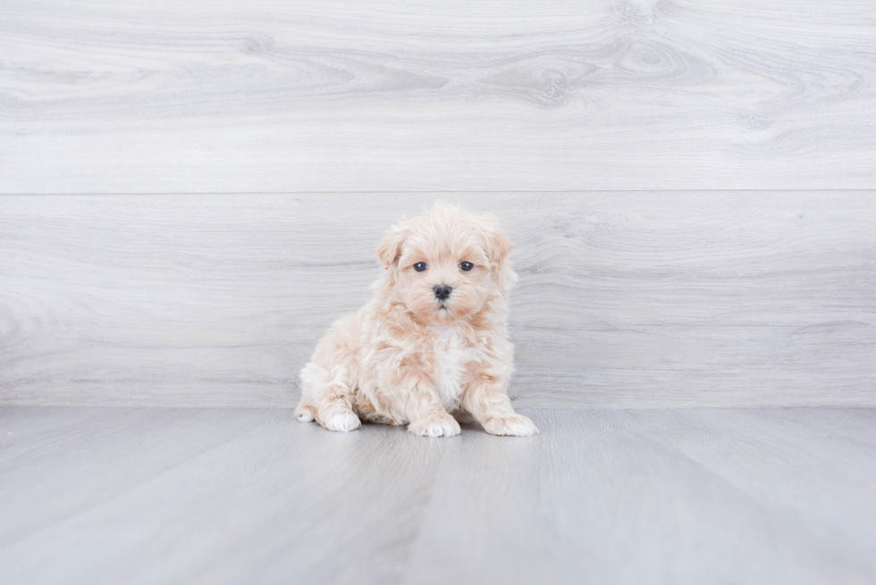 Fluffy Maltipoo Poodle Mix Pup