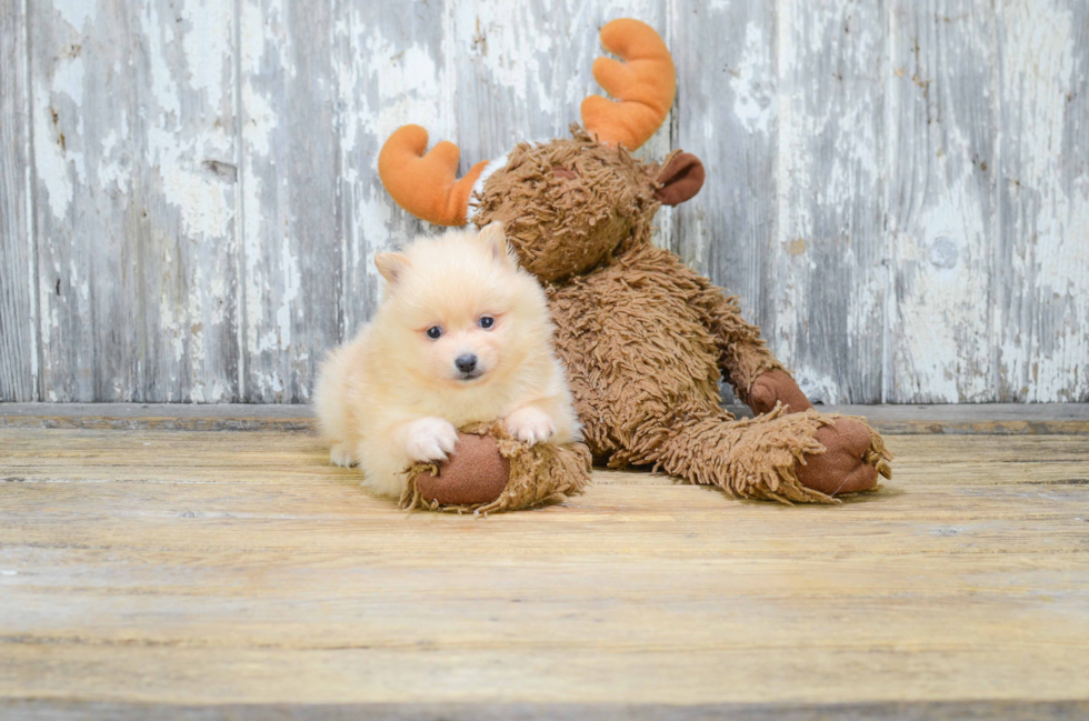 Akc Registered Pomeranian Purebred Pup