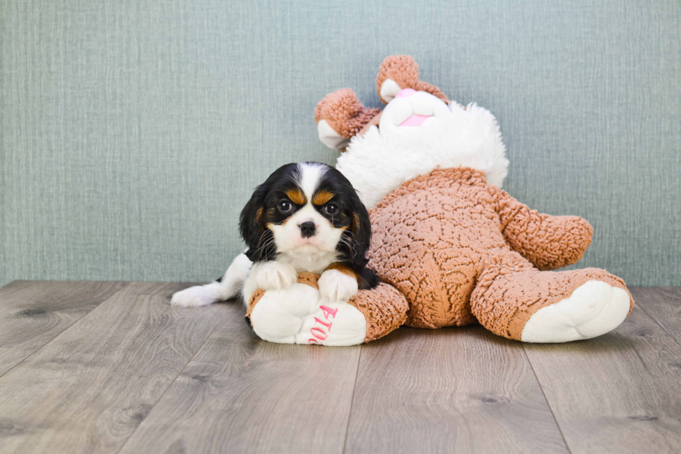 Small Cavalier King Charles Spaniel Baby