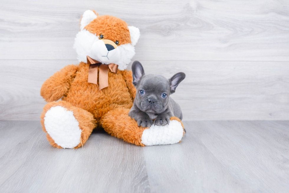 French Bulldog Puppy for Adoption