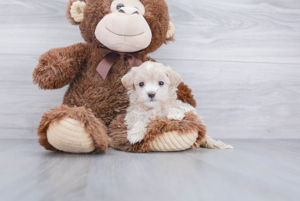 Playful Maltese Poodle Poodle Mix Puppy