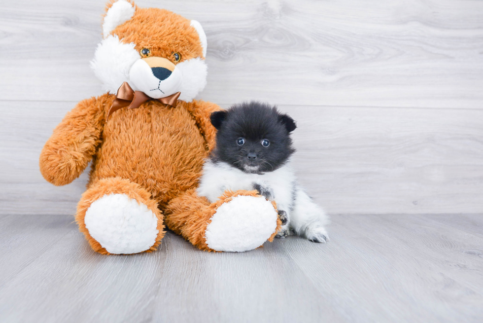 Popular Pomeranian Baby