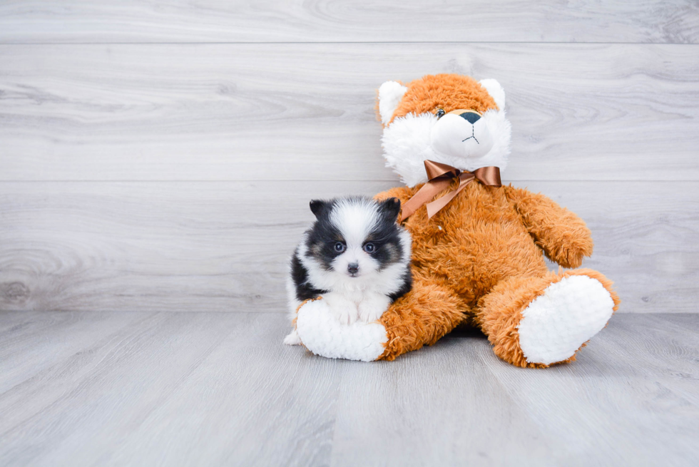 Small Pomeranian Purebred Pup