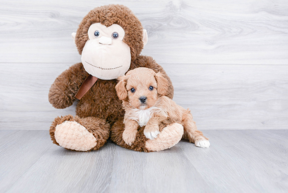 Happy Cavapoo Baby