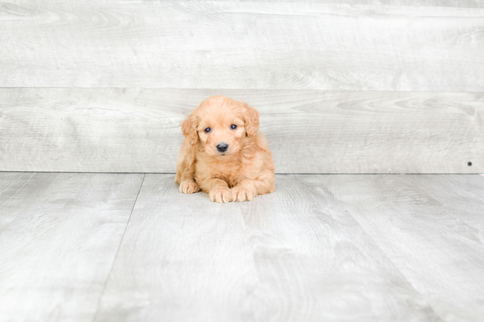 Mini Goldendoodle Pup Being Cute