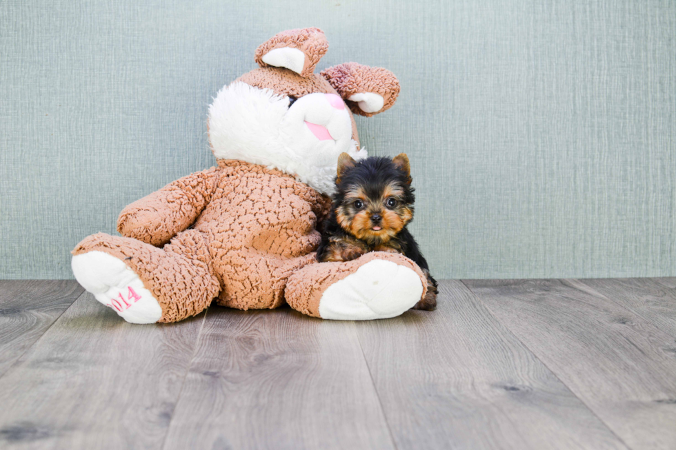 Meet Ronaldo - our Yorkshire Terrier Puppy Photo 