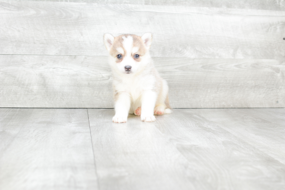 Pomsky Puppy for Adoption