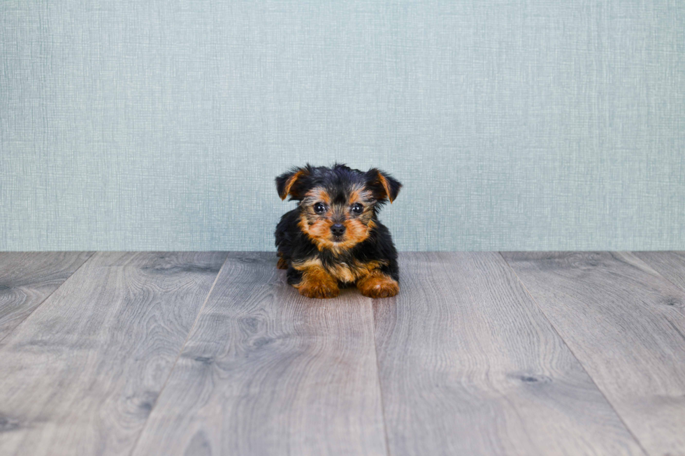 Meet Mindy - our Yorkshire Terrier Puppy Photo 