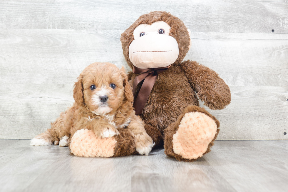 Cavapoo Pup Being Cute