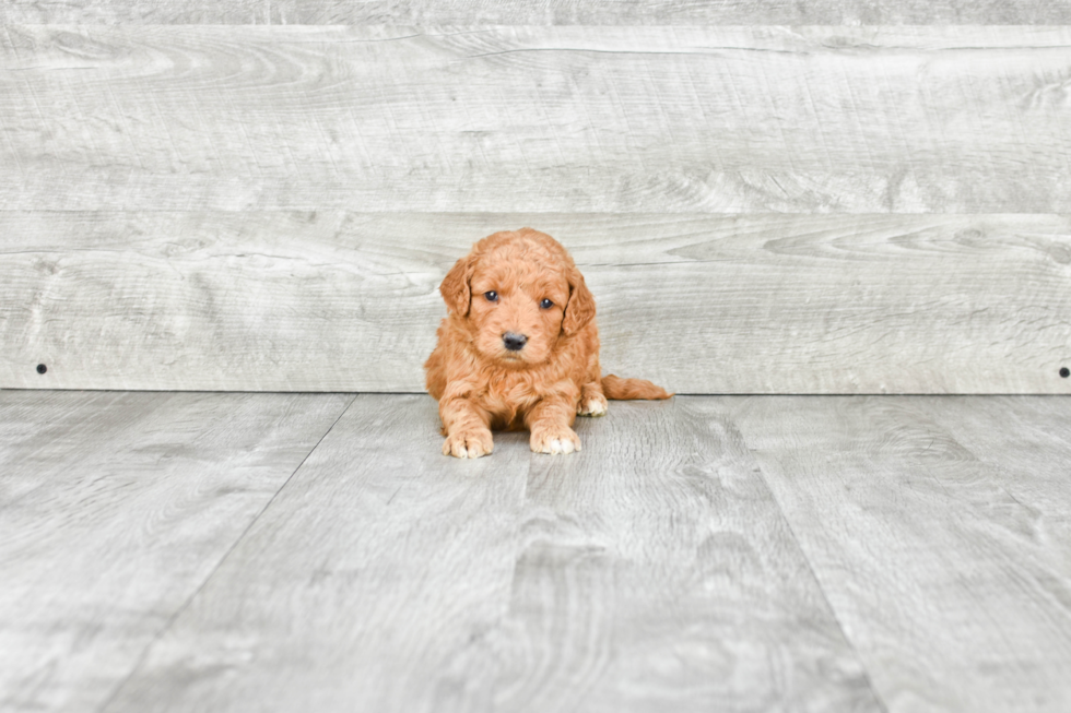 Mini Goldendoodle Pup Being Cute