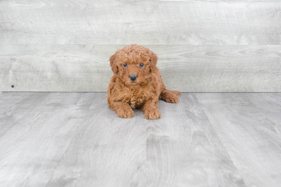 Sweet Mini Goldendoodle Baby