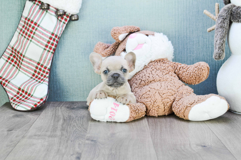 French Bulldog Pup Being Cute